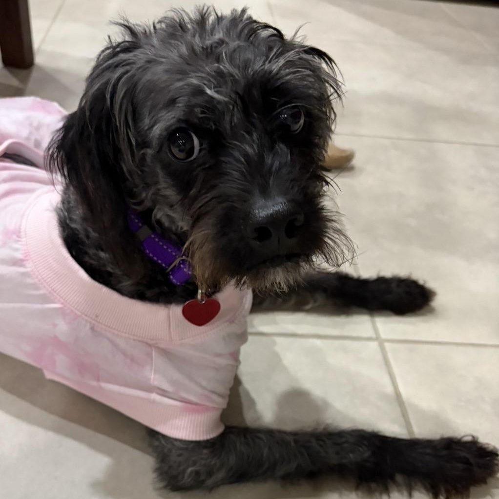 Enlarge Oreo, a Adoptable mixed breed in Boca Raton, FL image 1/6