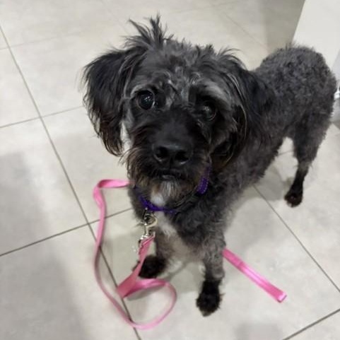 Enlarge Oreo, a Adoptable mixed breed in Boca Raton, FL image 3/6