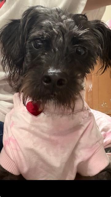Enlarge Oreo, a Adoptable mixed breed in Boca Raton, FL image 4/6