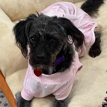 Enlarge Oreo, a Adoptable mixed breed in Boca Raton, FL image 2/6