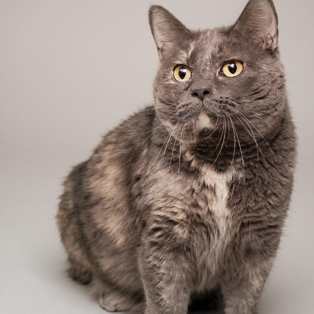 Marble (sponsored adoption fee), Adoptable, Adult Female Domestic Short Hair.