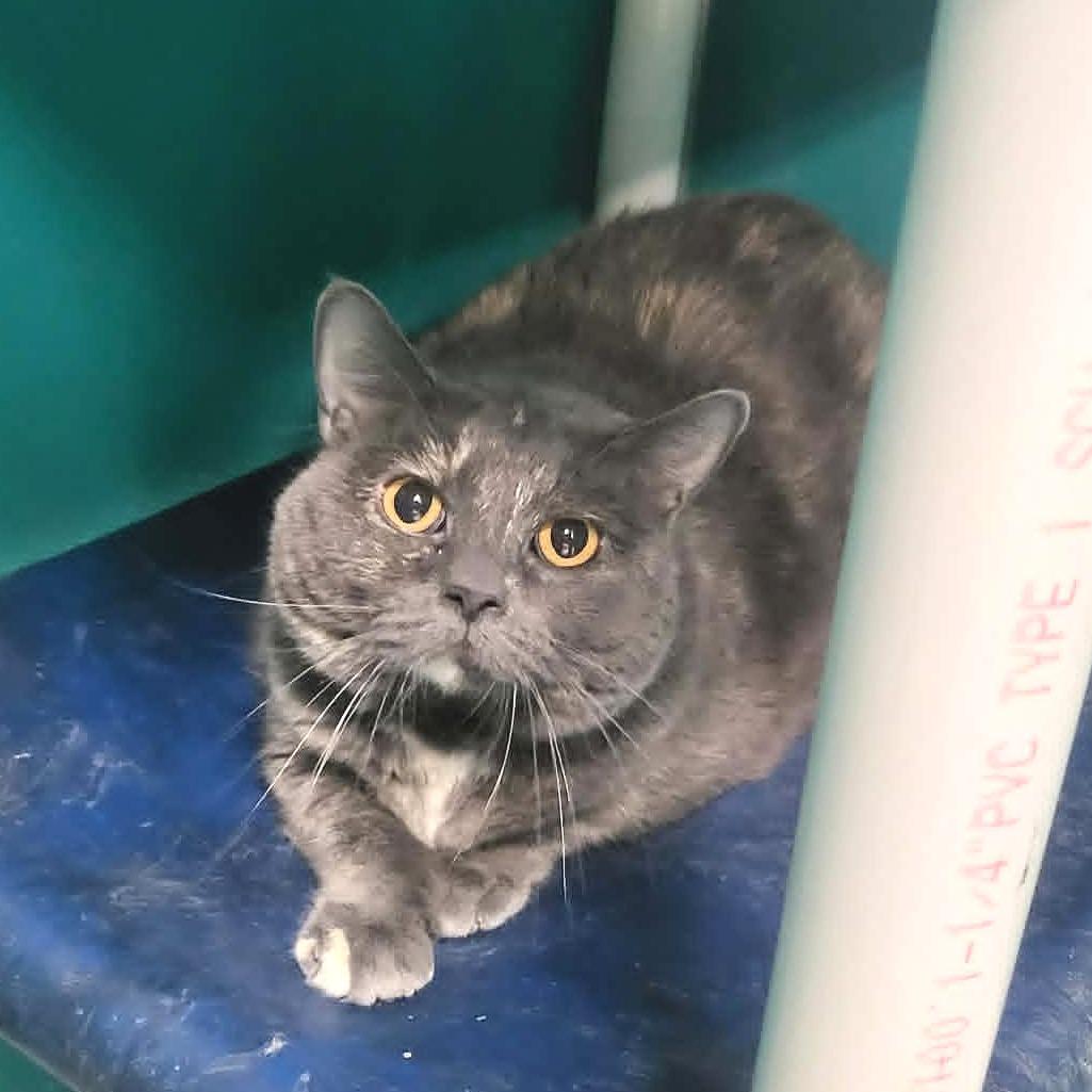 Enlarge Marble (sponsored adoption fee), a Adoptable Domestic Short Hair in Belleville, IL image 2/4