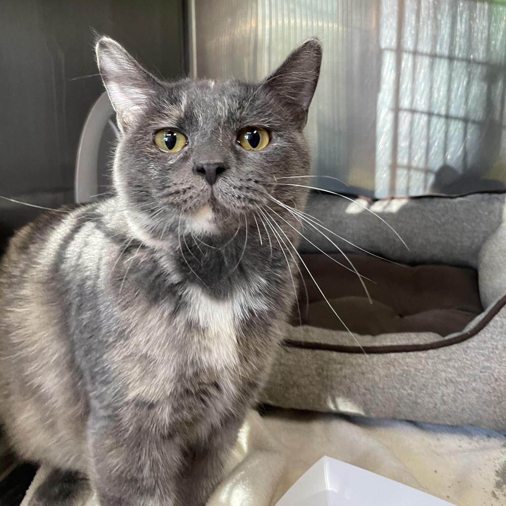 Enlarge Marble (sponsored adoption fee), a Adoptable Domestic Short Hair in Belleville, IL image 3/4