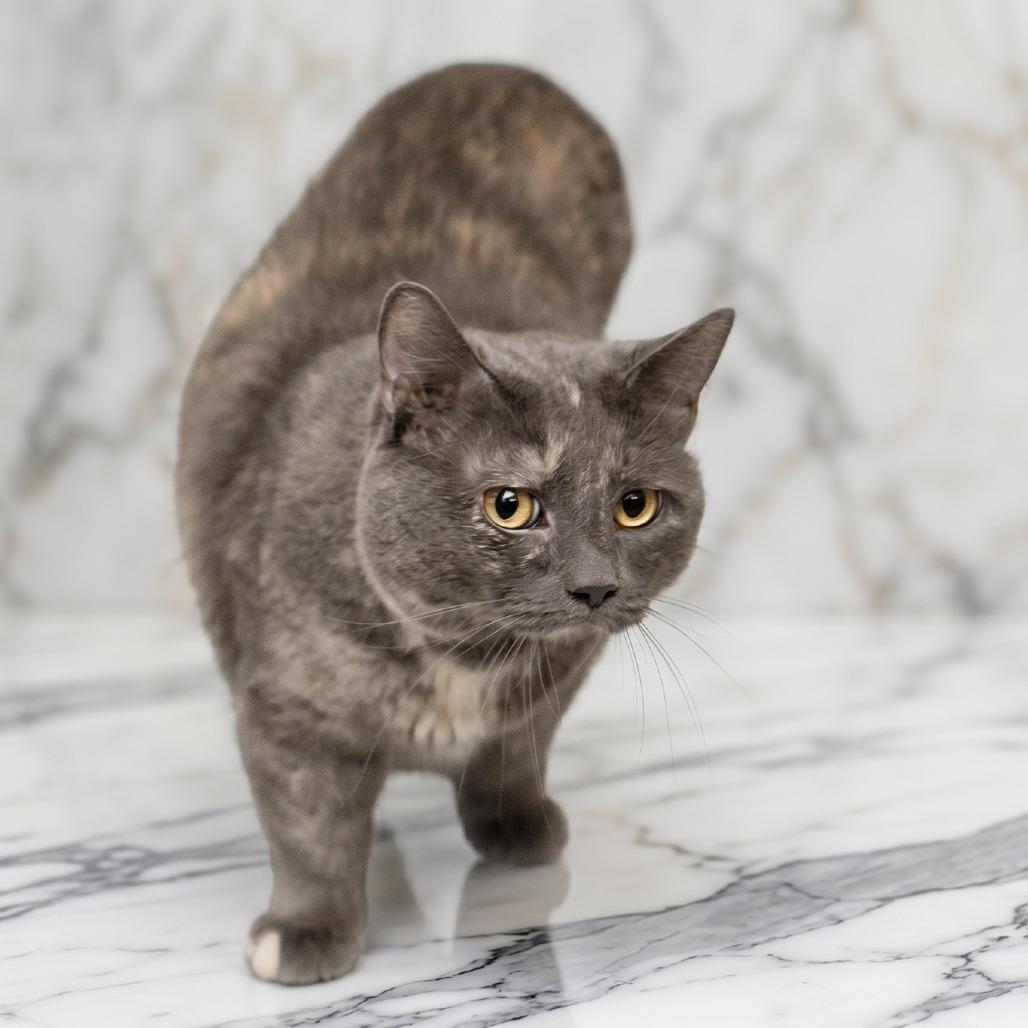 Enlarge Marble (sponsored adoption fee), a Adoptable Domestic Short Hair in Belleville, IL image 4/4