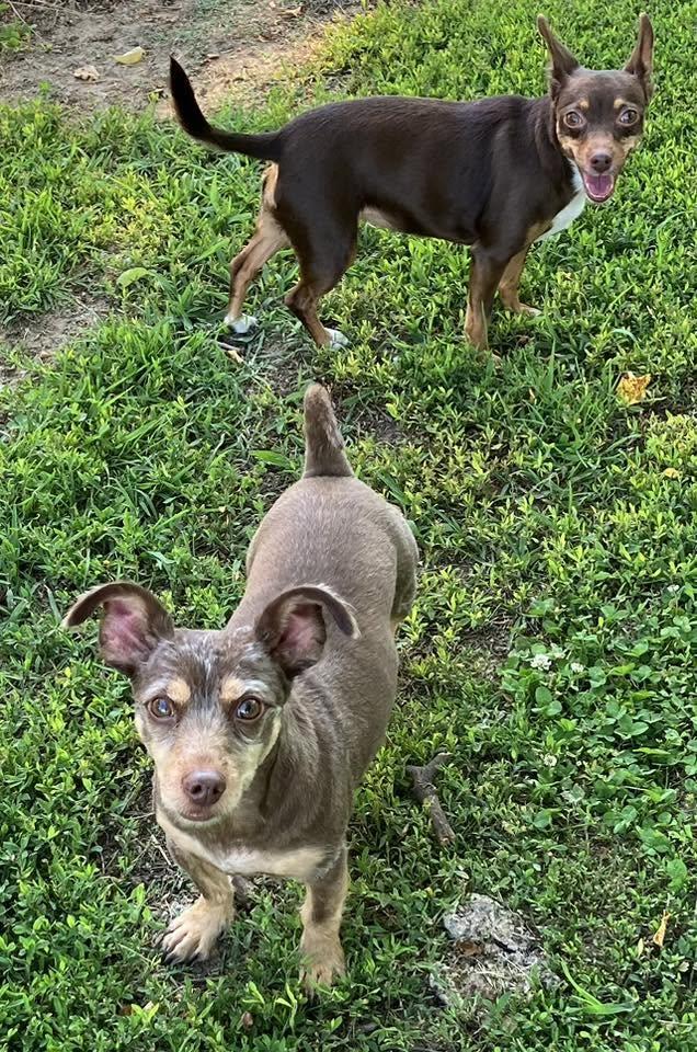 Enlarge Mike & Molly, an adopted mixed breed in Landenberg, PA image 2/6