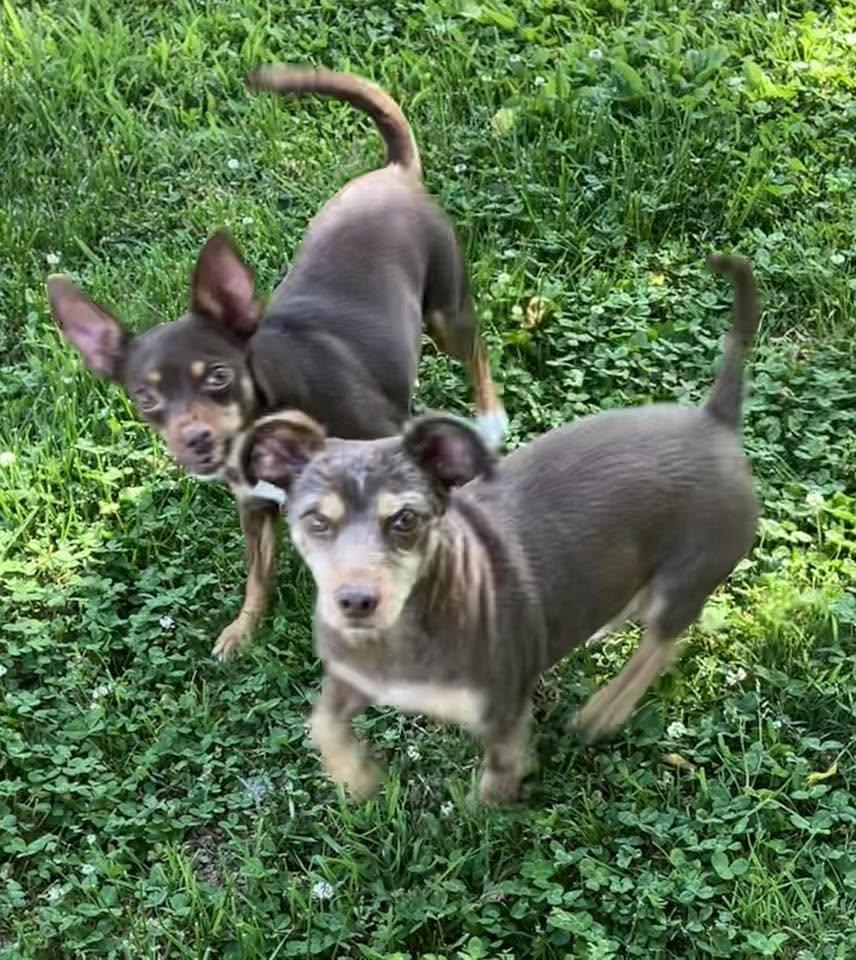 Mike & Molly, adopted, Senior Male Miniature Pinscher & Schnauzer.