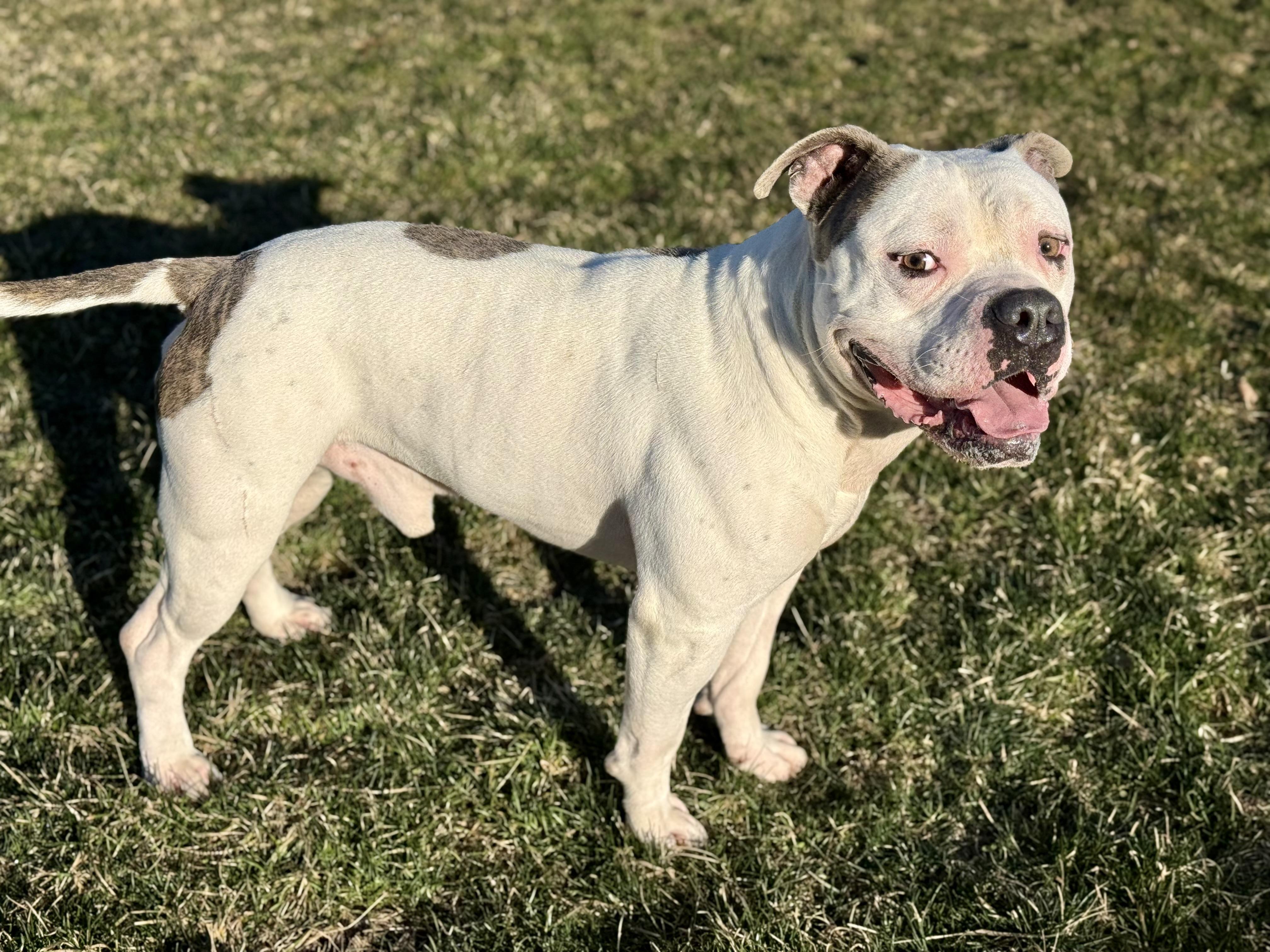 Snoop, ADOPTABLE, Adult Male American Bulldog.