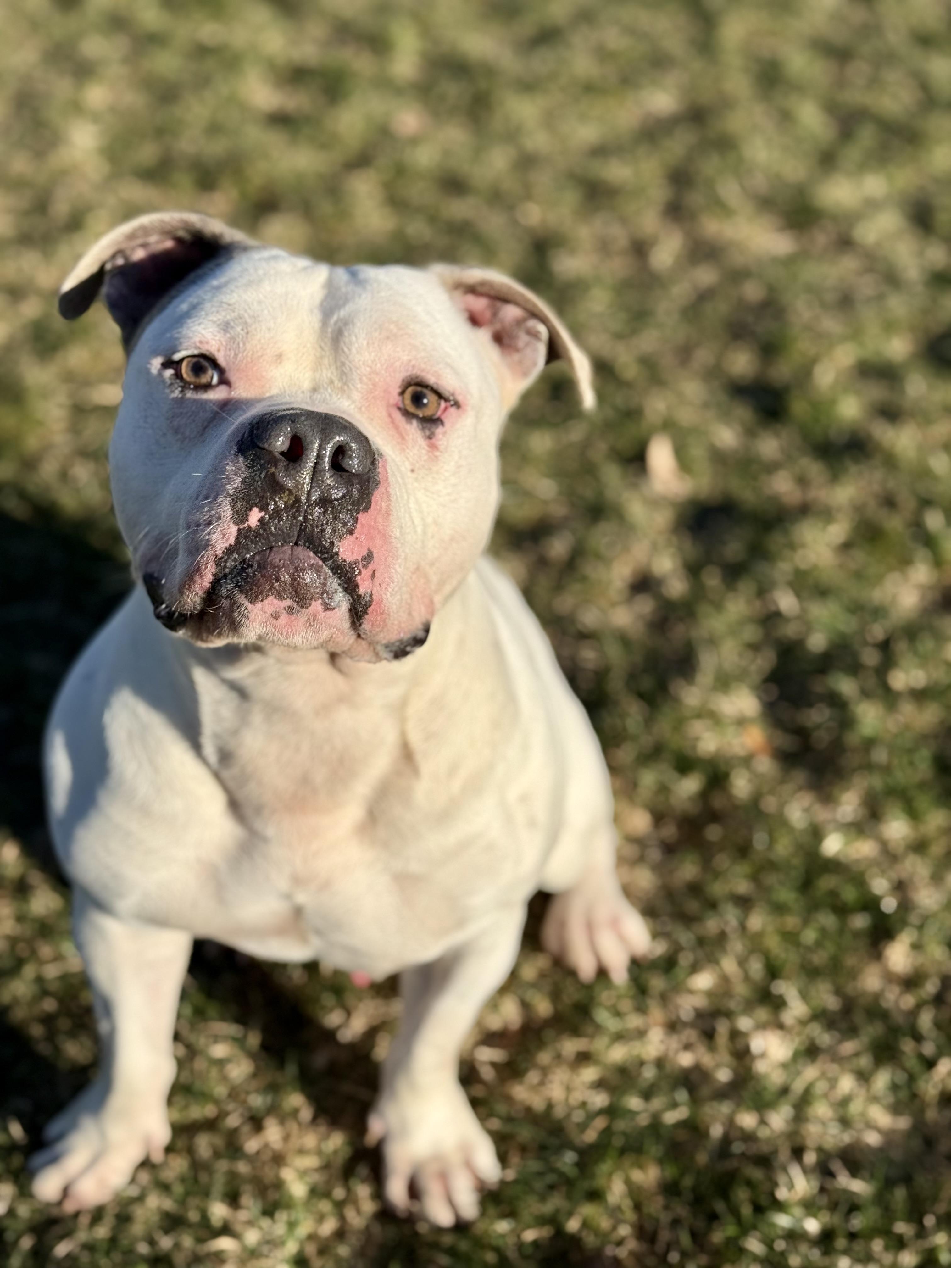 Enlarge Snoop, a ADOPTABLE mixed breed in Ilderton, ON image 5/6