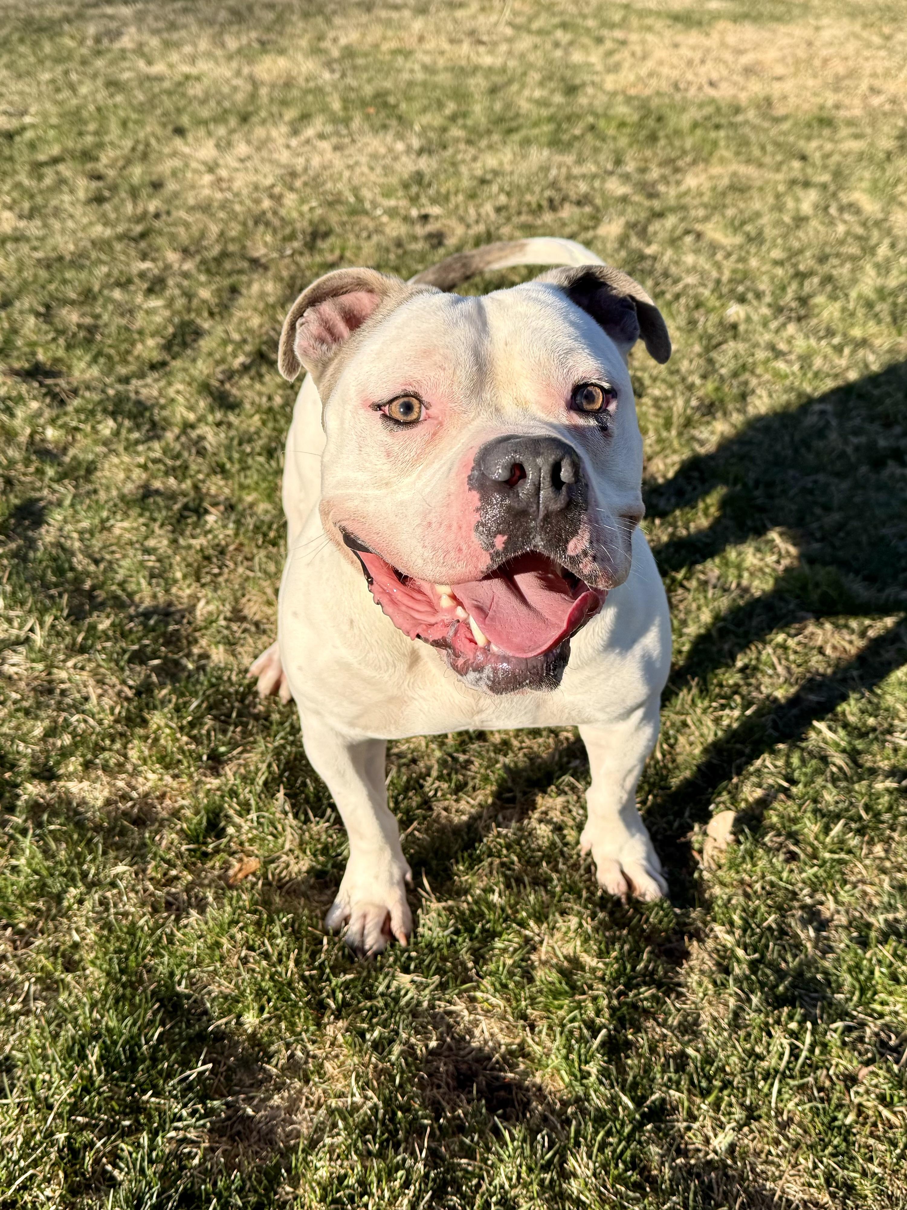 Enlarge Snoop, a ADOPTABLE mixed breed in Ilderton, ON image 4/6