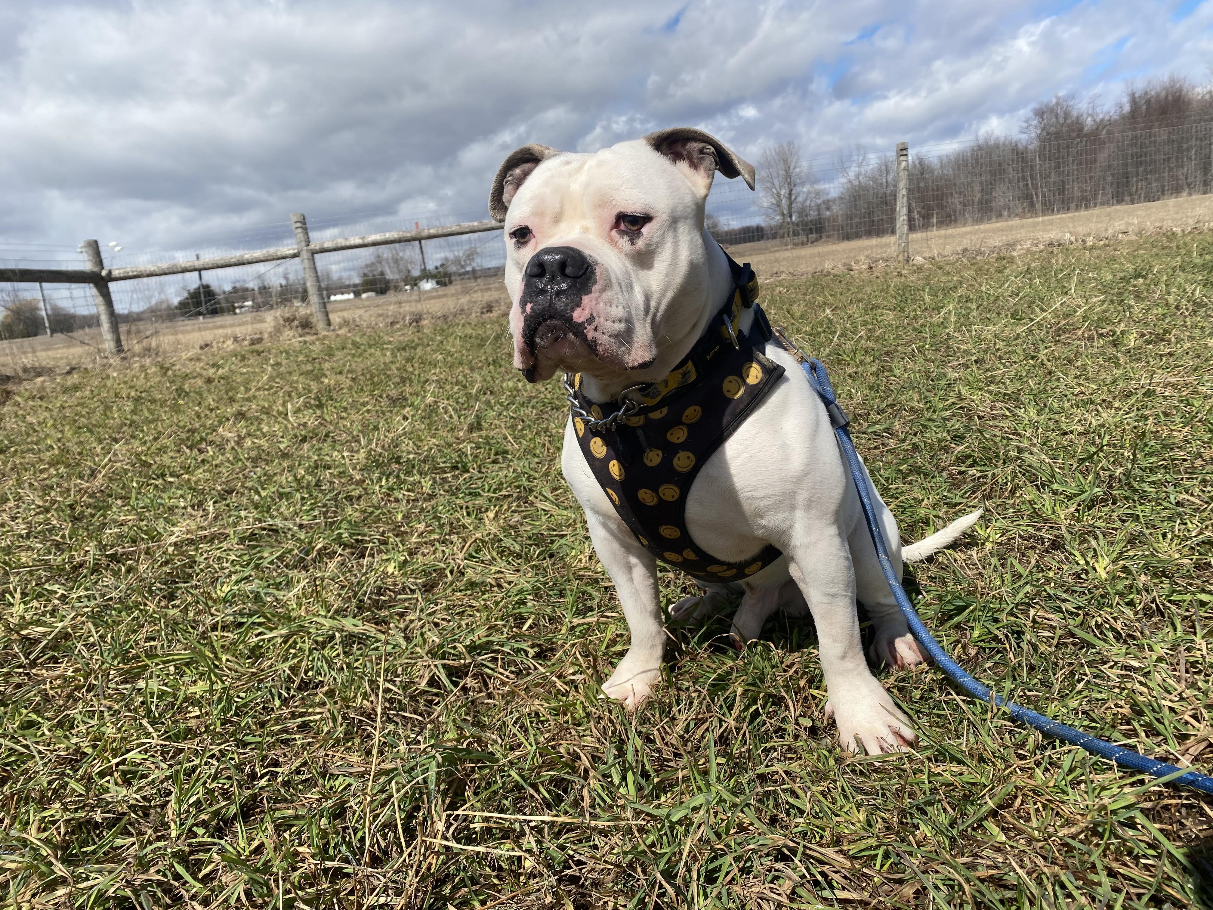 Enlarge Snoop, a ADOPTABLE mixed breed in Ilderton, ON image 3/6