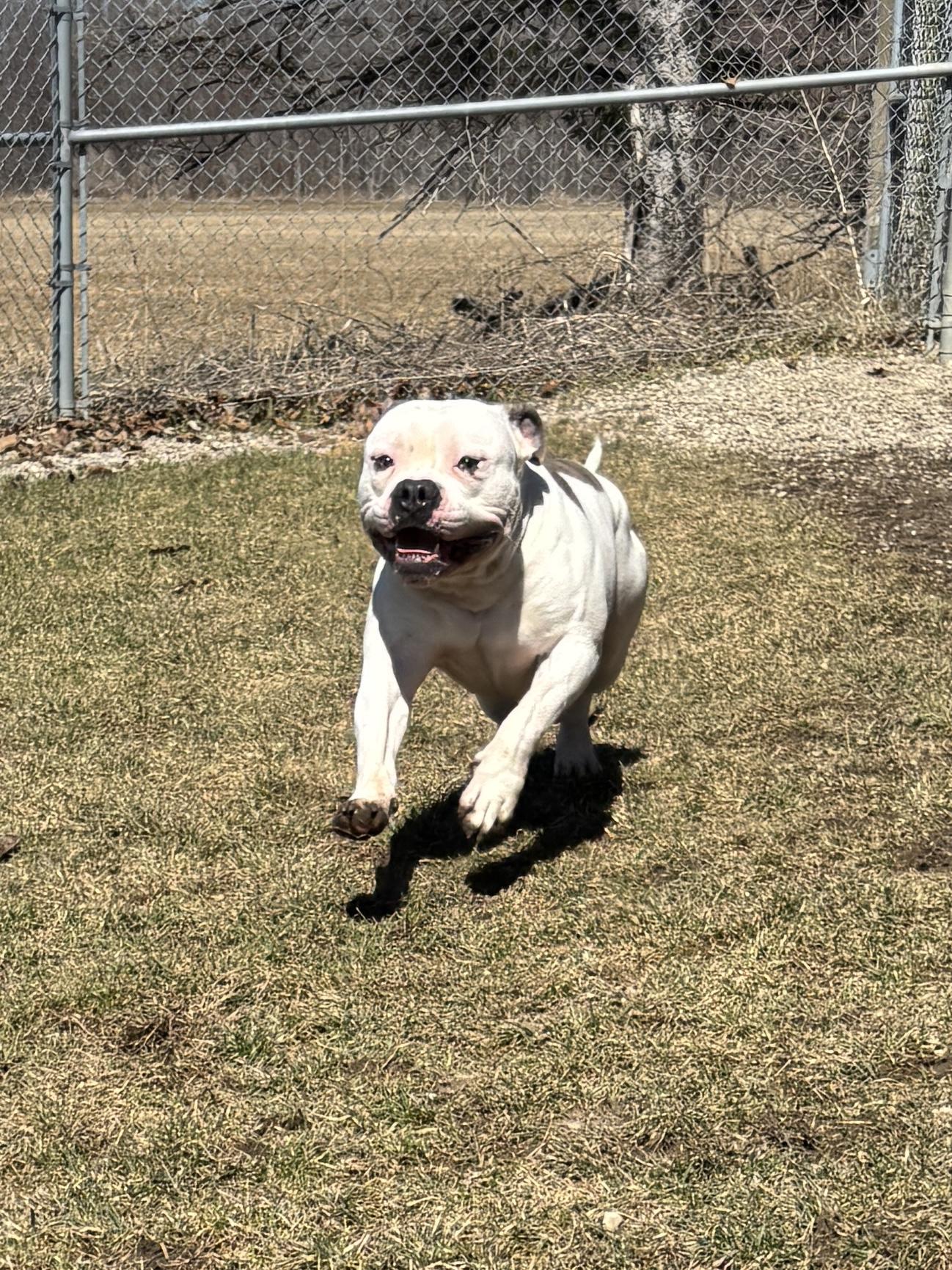 Enlarge Snoop, a ADOPTABLE mixed breed in Ilderton, ON image 2/6