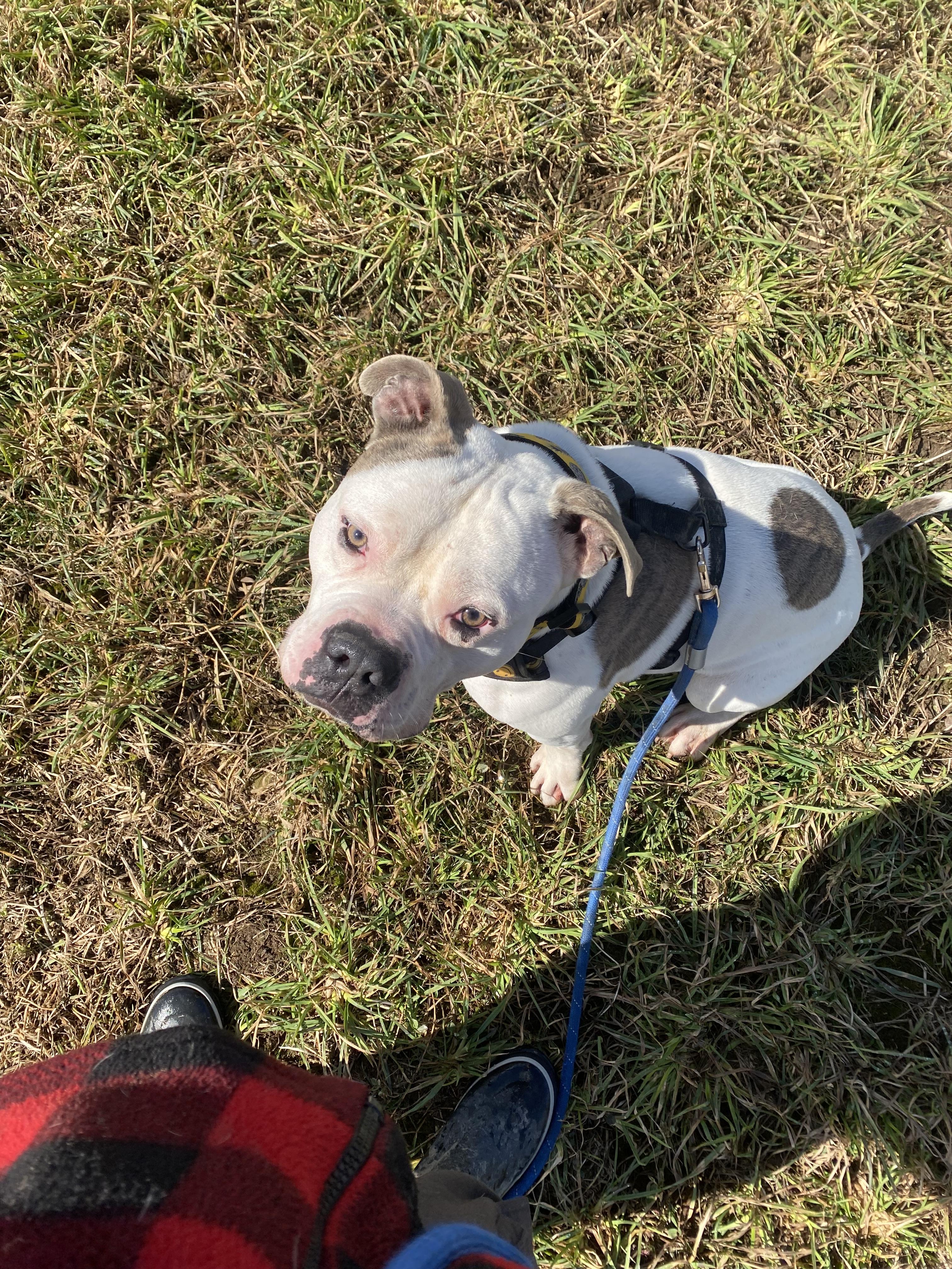Enlarge Snoop, a ADOPTABLE mixed breed in Ilderton, ON image 6/6