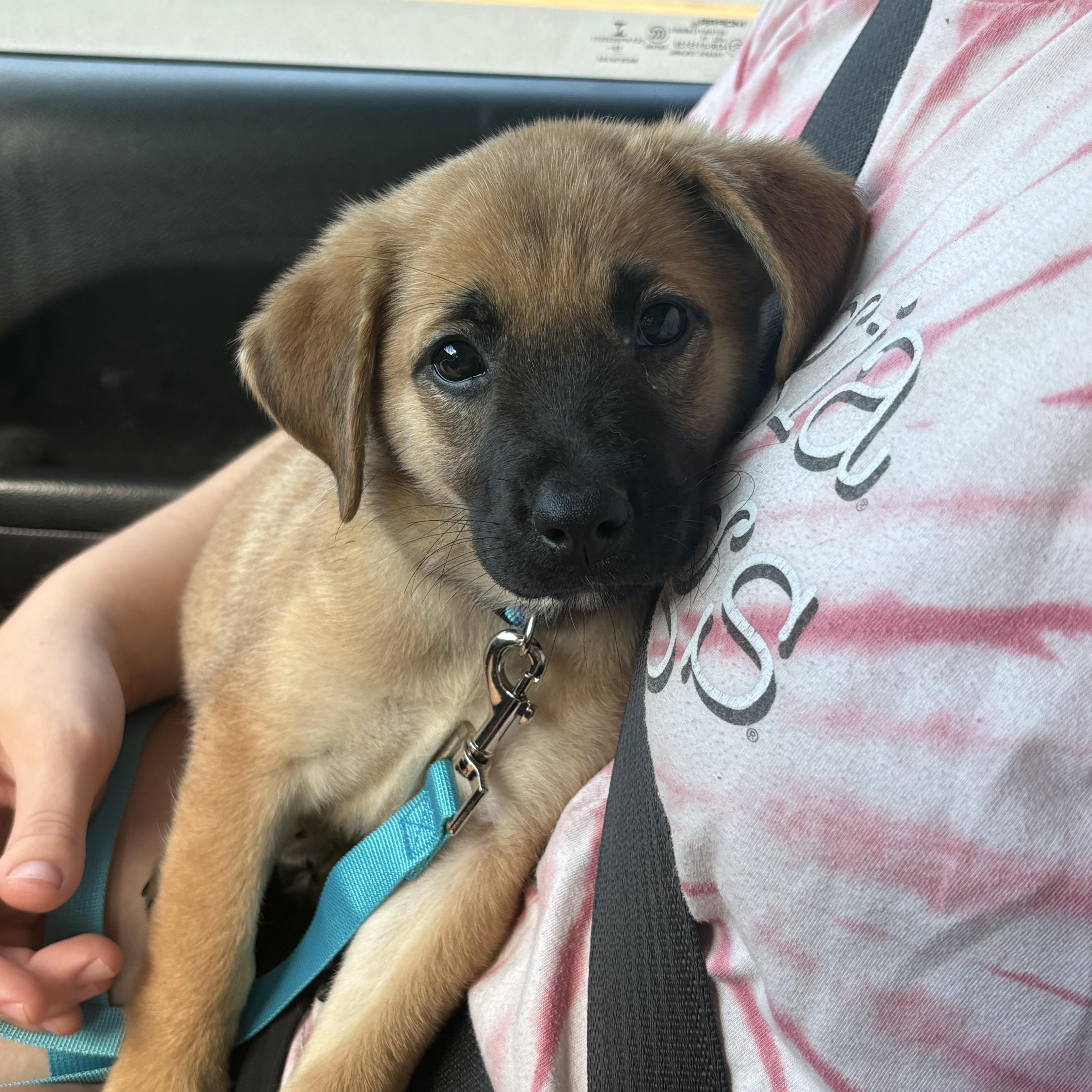 Enlarge Atta, a ADOPTABLE mixed breed in Hillsdale, NY image 4/4
