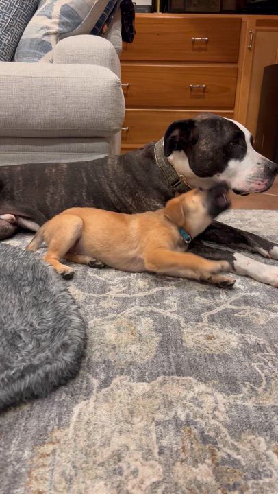 Enlarge Atta, a ADOPTABLE mixed breed in Hillsdale, NY video 3/4