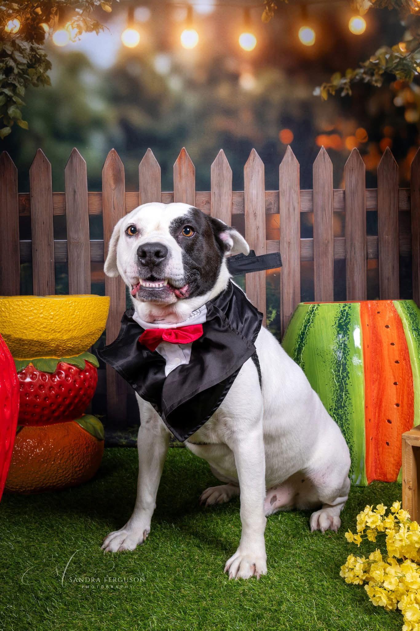 Petey, Adoptable, Young Male Pit Bull Terrier.