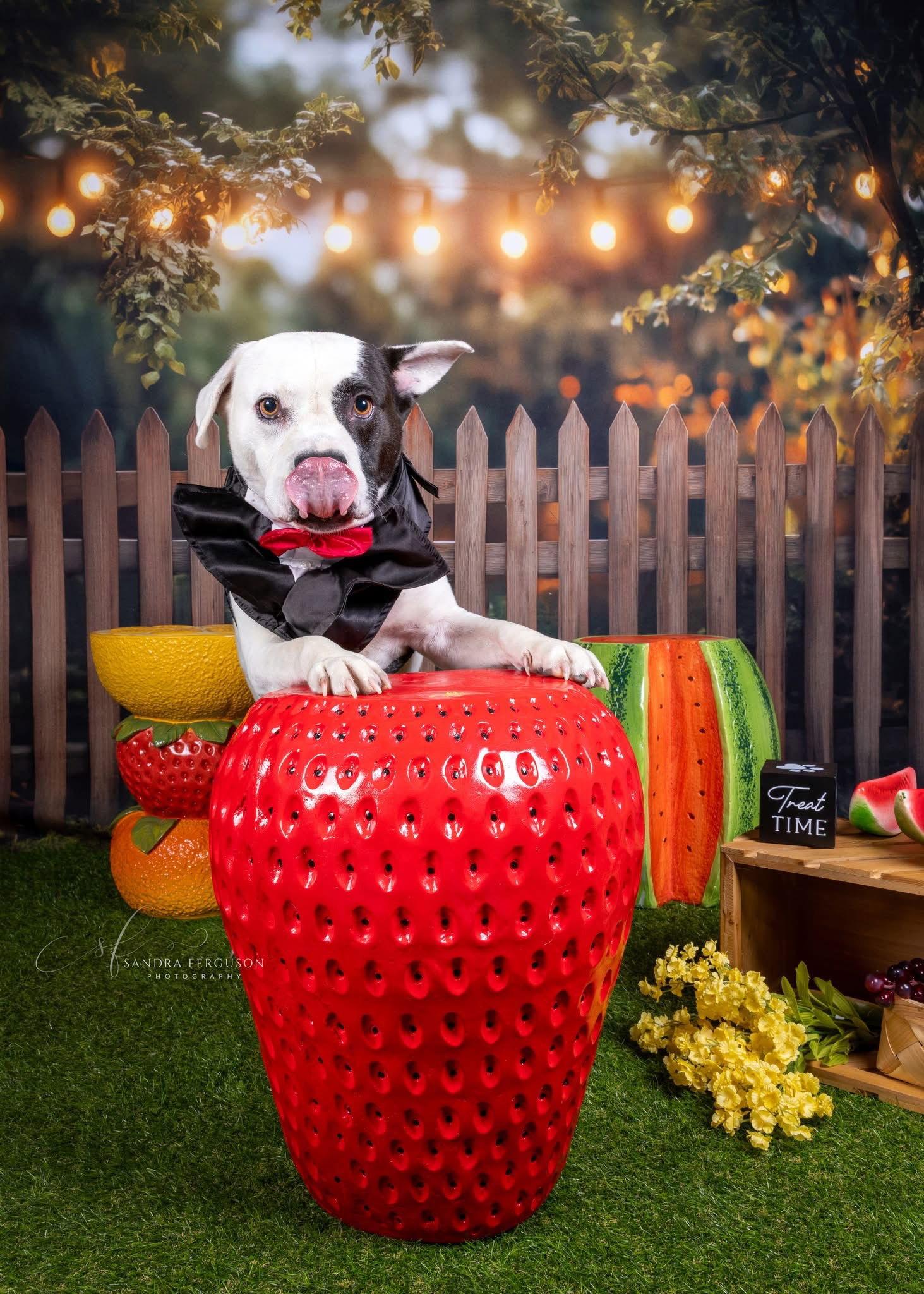 Petey, a Adoptable Pit Bull Terrier in Munford, TN image 2/6