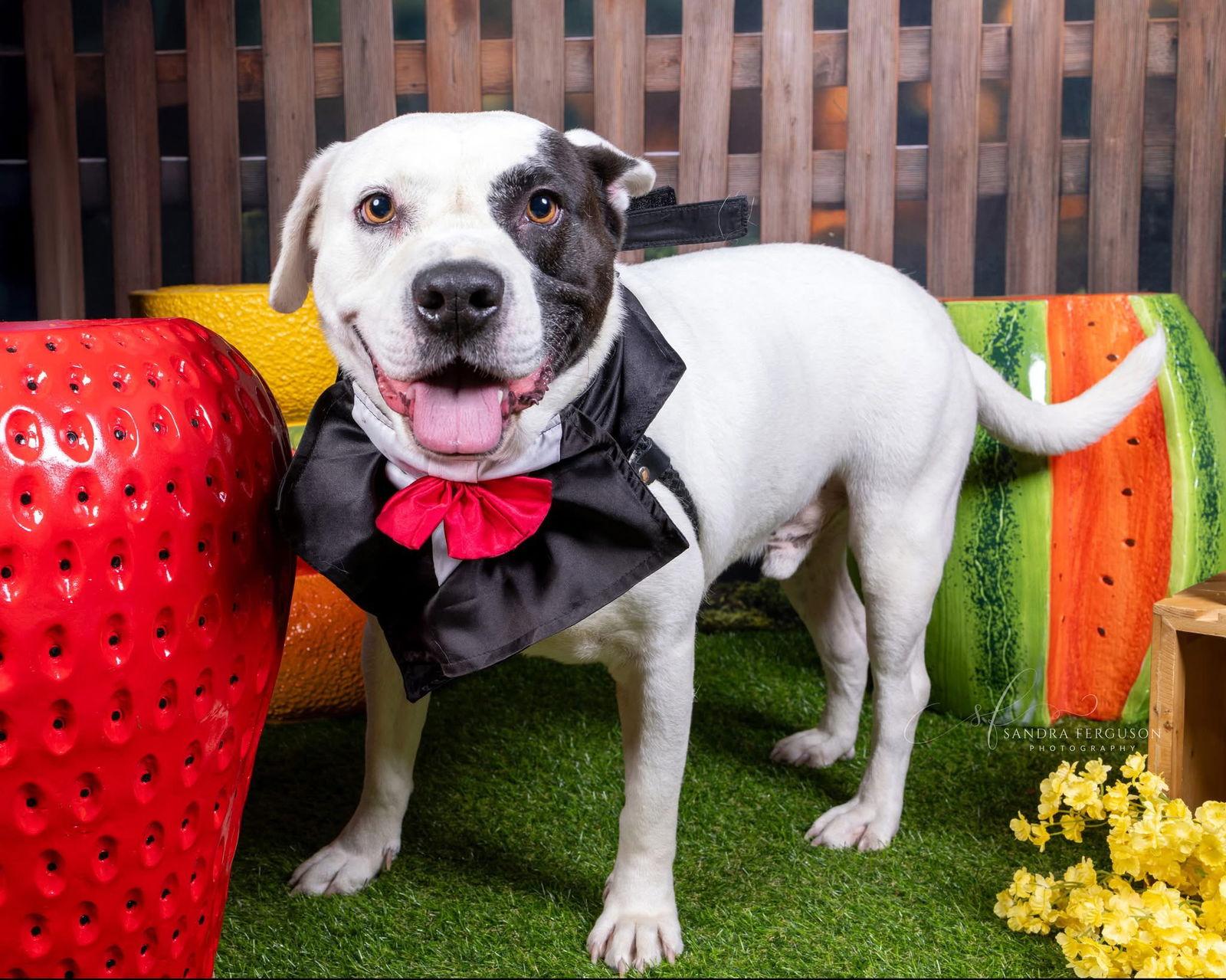 Petey, a Adoptable Pit Bull Terrier in Munford, TN image 3/6