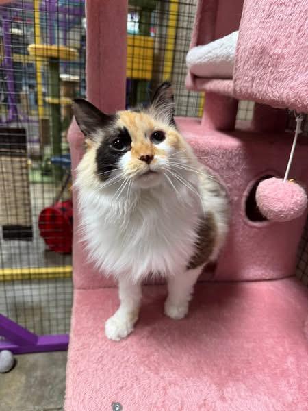 Enlarge Padme, a Adoptable mixed breed in Collierville, TN image 1/1