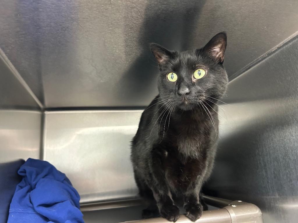 Salem, Adoptable, Senior Male Domestic Short Hair.