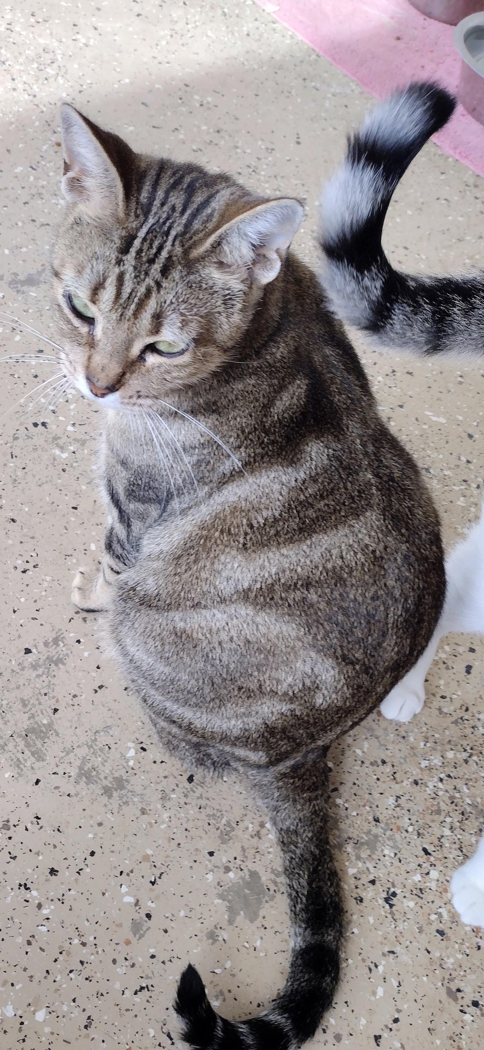 Vera, adopted, Adult Female Domestic Short Hair.