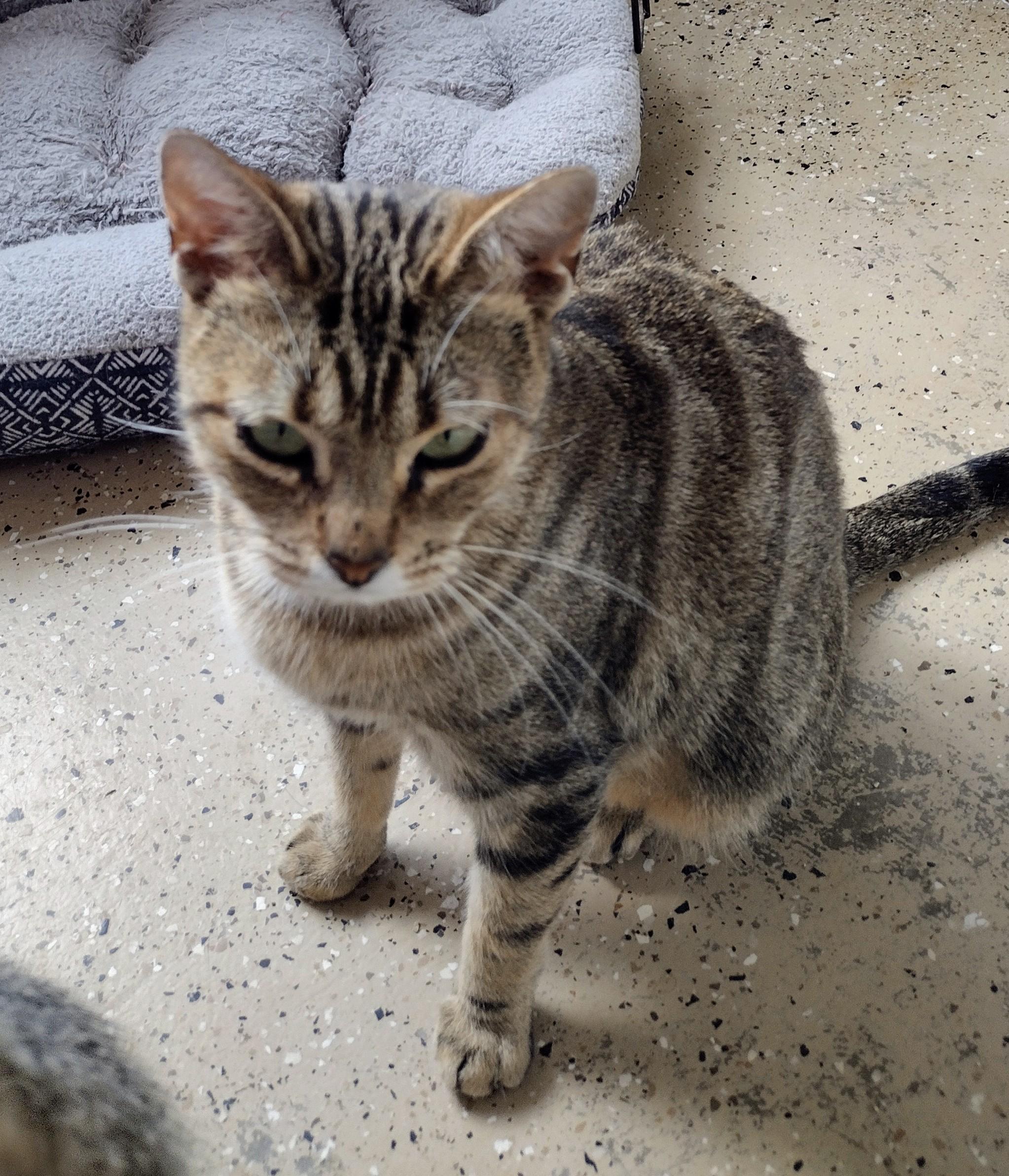 Enlarge Vera, an adopted Domestic Short Hair in Mineola, TX image 2/2