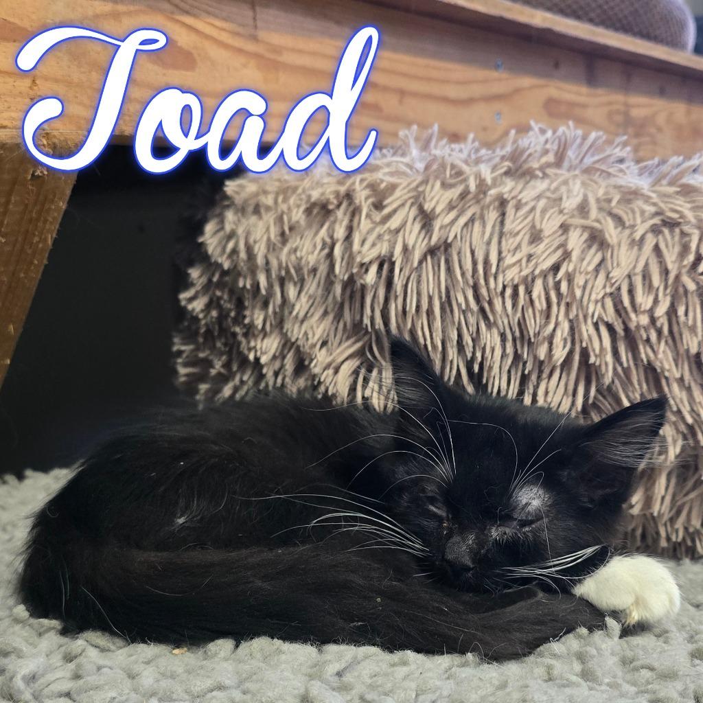 Toad, Adoptable, Kitten Male Domestic Long Hair.