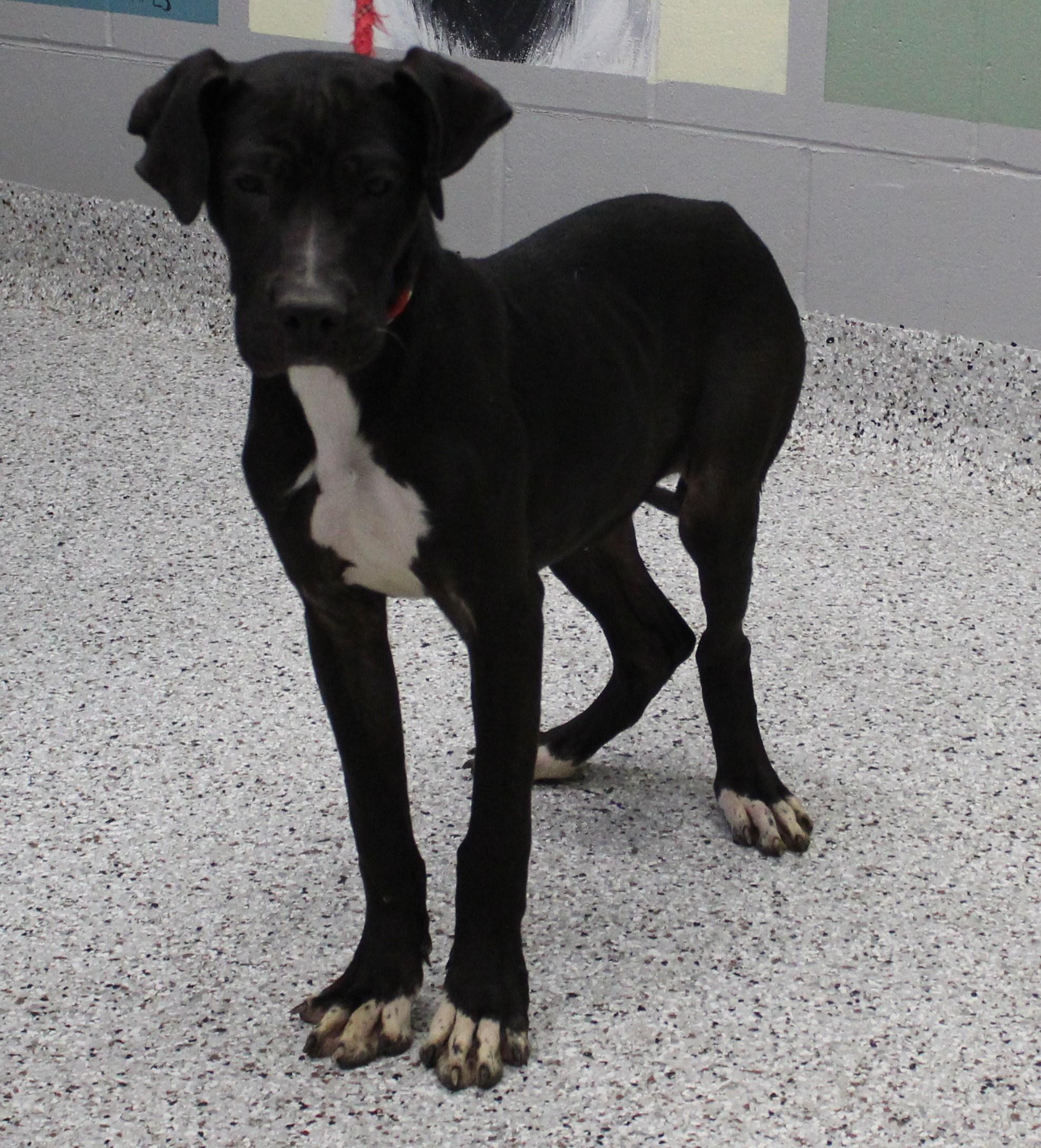 Enlarge Coco (9794), a ADOPTABLE mixed breed in Heath, OH image 3/3