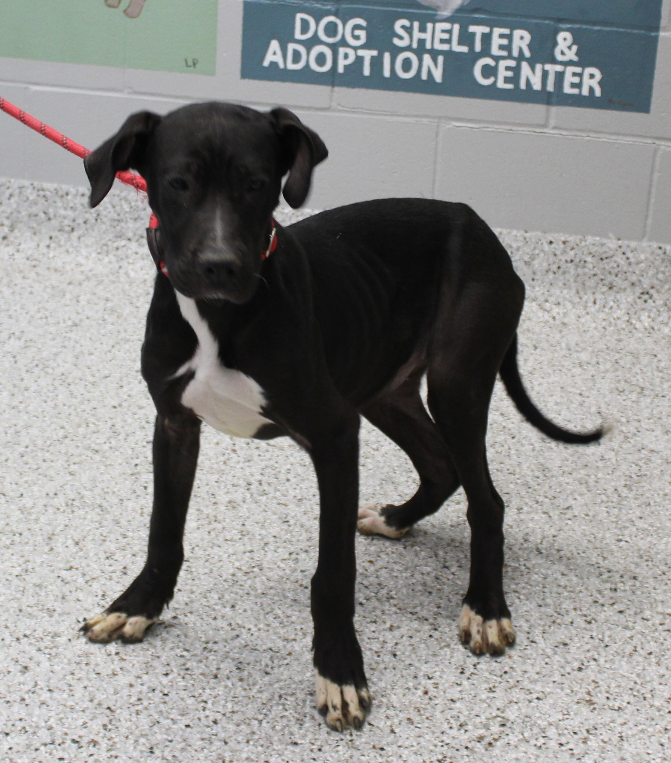 Coco (9794), ADOPTABLE, Young Female Great Dane.