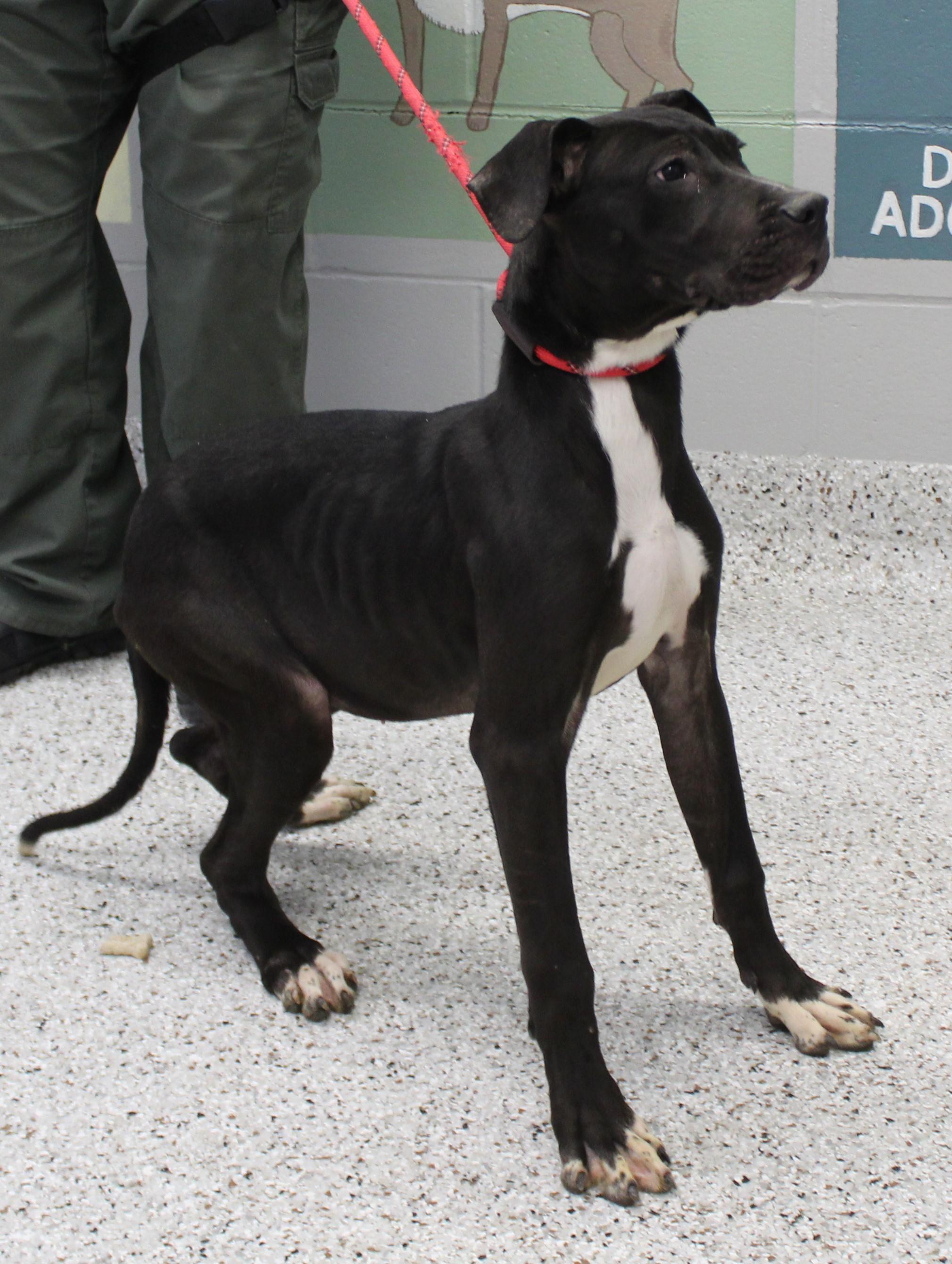 Enlarge Coco (9794), a ADOPTABLE mixed breed in Heath, OH image 2/3