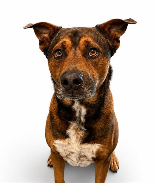 REDDING, Adoptable, Adult Male Black Mouth Cur & Mixed Breed.