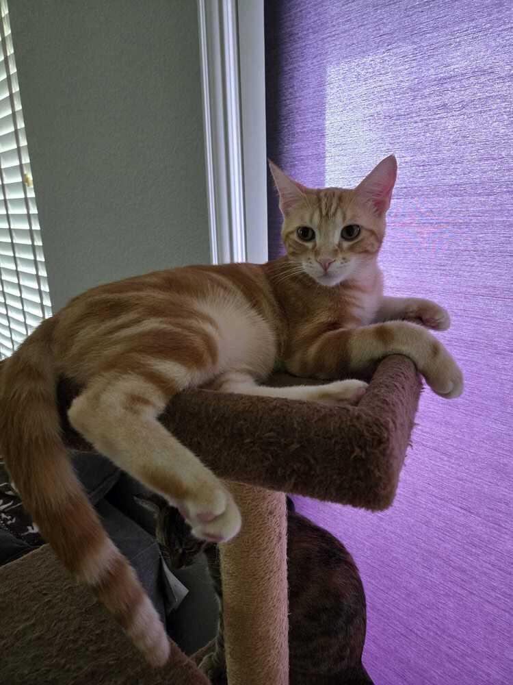 Enlarge Anzu 7429, a Adopted Domestic Short Hair in Dallas, TX image 3/6