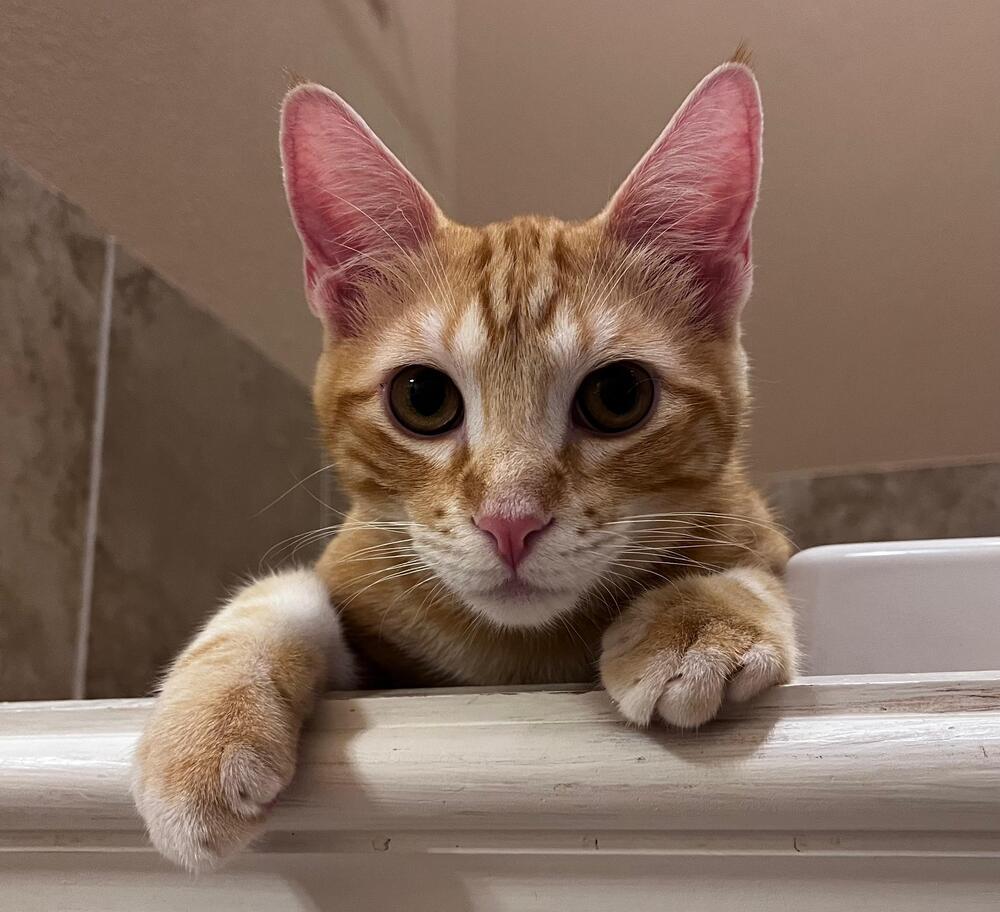 Enlarge Anzu 7429, a Adopted Domestic Short Hair in Dallas, TX image 4/6