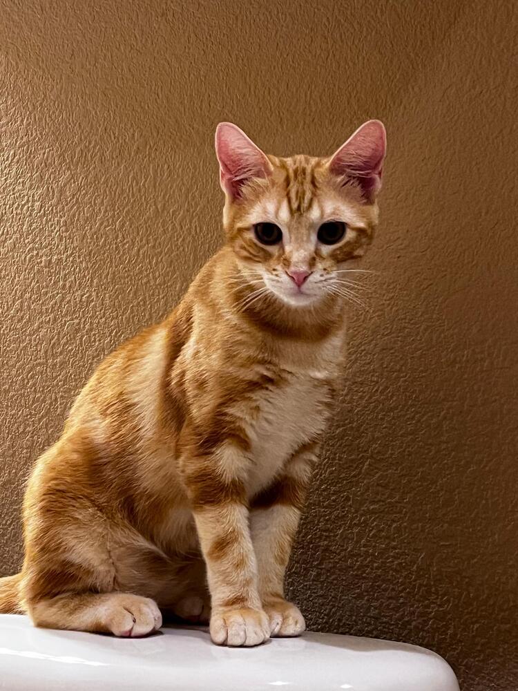 Enlarge Anzu 7429, a Adopted Domestic Short Hair in Dallas, TX image 5/6