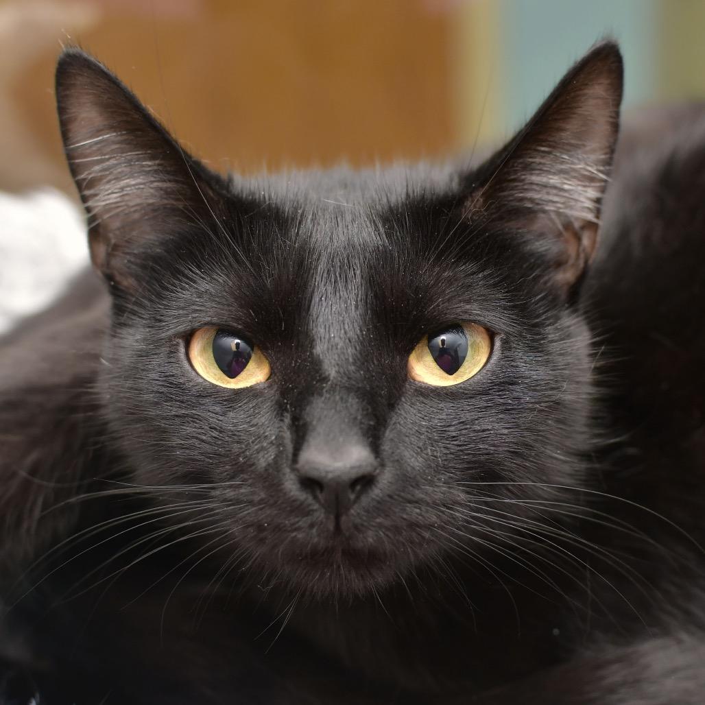 Larrie, a Adoptable Domestic Short Hair in Ottawa, KS image 1/5