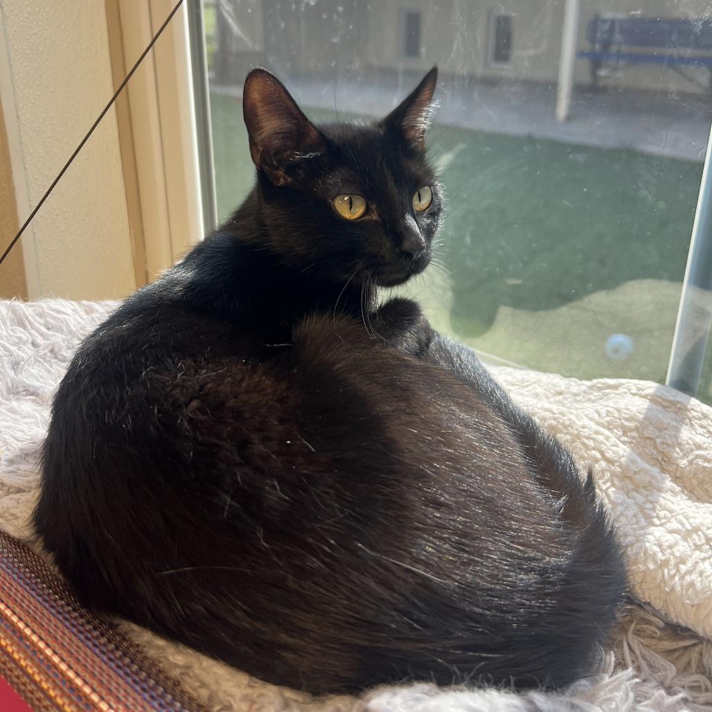 Larrie, a Adoptable Domestic Short Hair in Ottawa, KS image 2/5