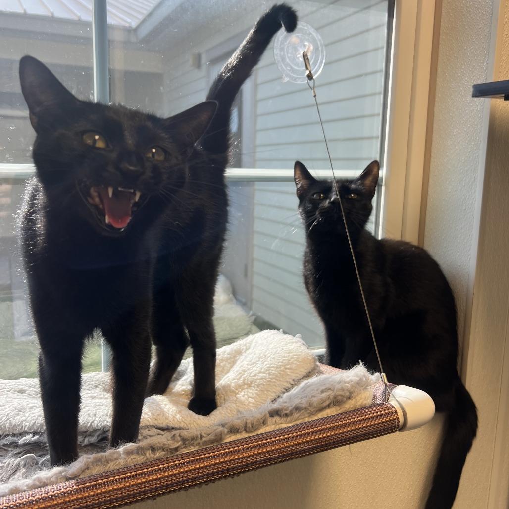 Larrie, a Adoptable Domestic Short Hair in Ottawa, KS image 3/5