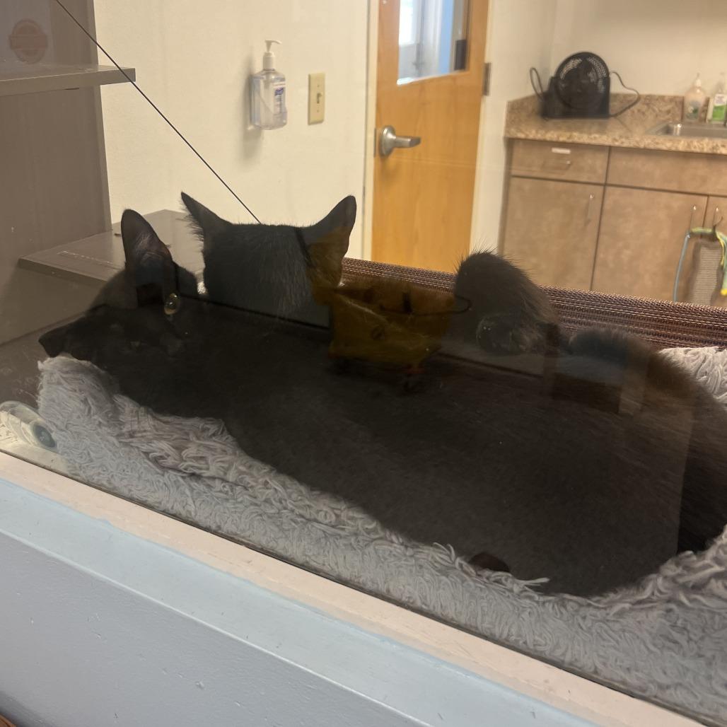 Larrie, a Adoptable Domestic Short Hair in Ottawa, KS image 4/5