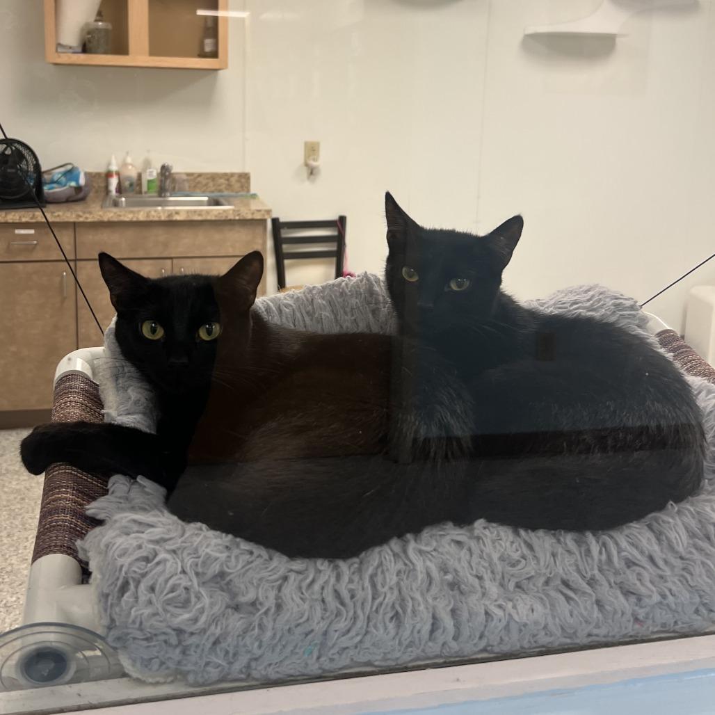 Larrie, a Adoptable Domestic Short Hair in Ottawa, KS image 5/5