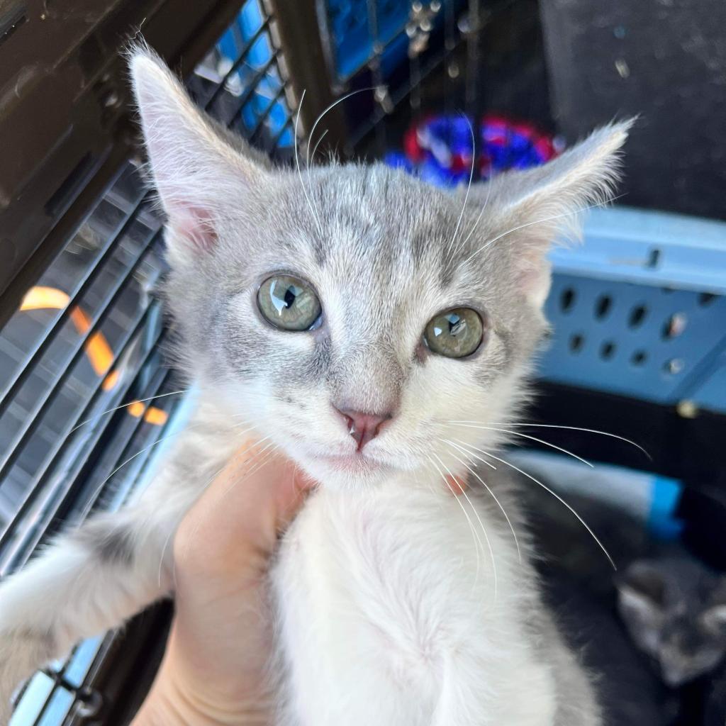 Enlarge Cosmo, a Adoptable Domestic Short Hair in Pasadena , MD image 1/2