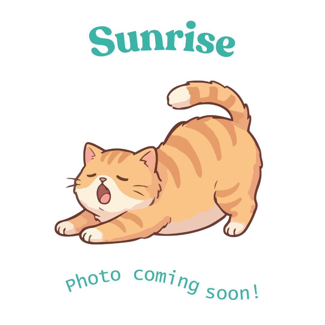 Sunrise, Adoptable, Kitten Male American Shorthair.