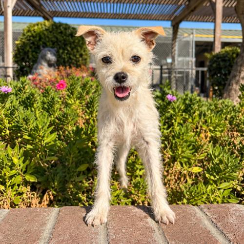 Enlarge Remy, a Adoptable mixed breed in Lathrop, CA image 1/2