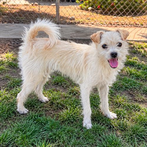 Enlarge Remy, a Adoptable mixed breed in Lathrop, CA image 2/2