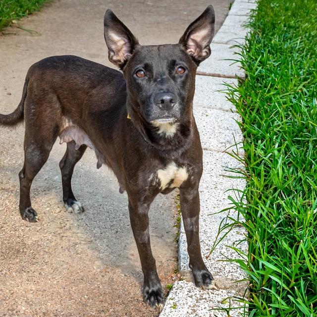 SAGE, Adoptable, Adult Female Pit Bull Terrier & Mixed Breed.