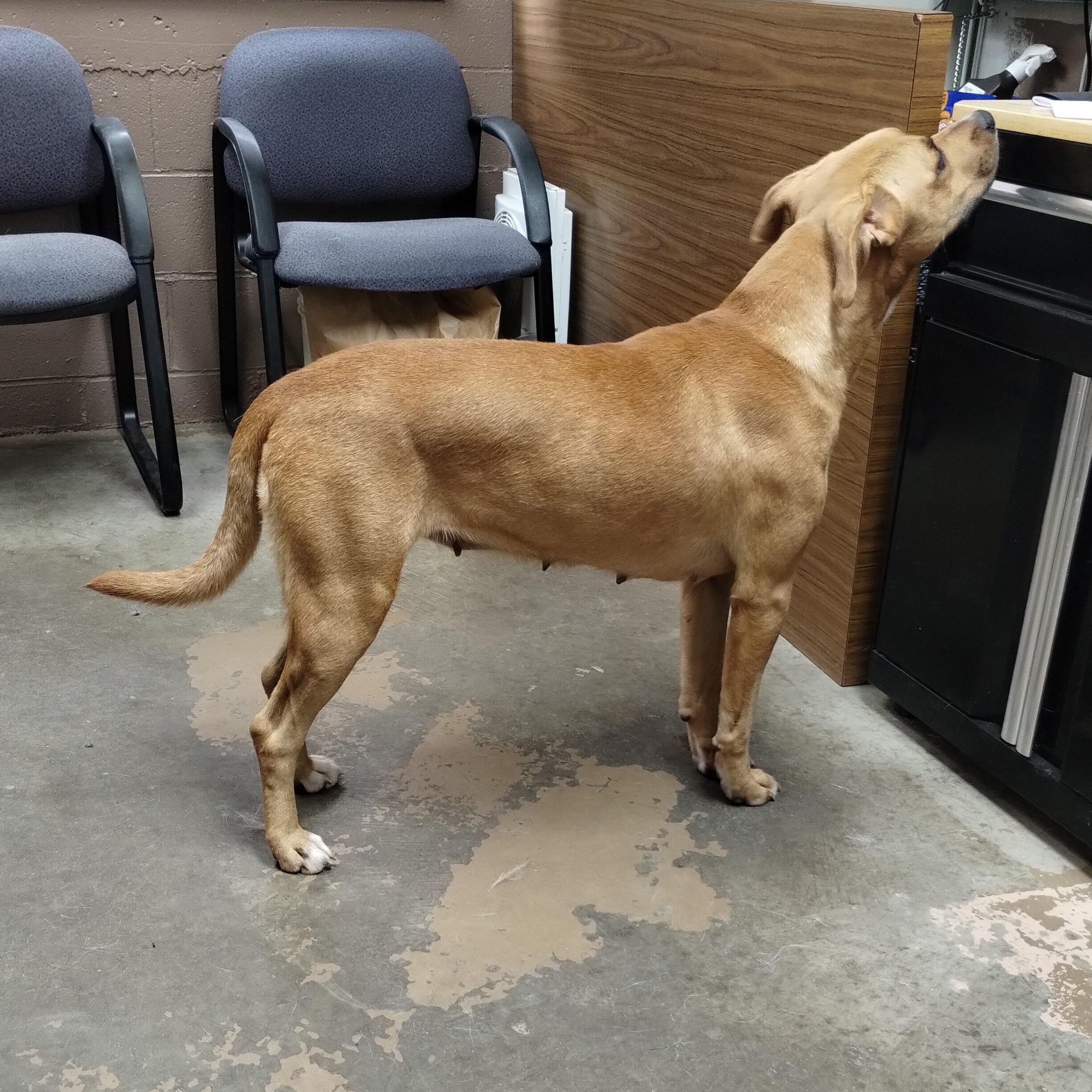 25-168 Available 10-31-25, a Adoptable mixed breed in Carrollton, OH image 1/4