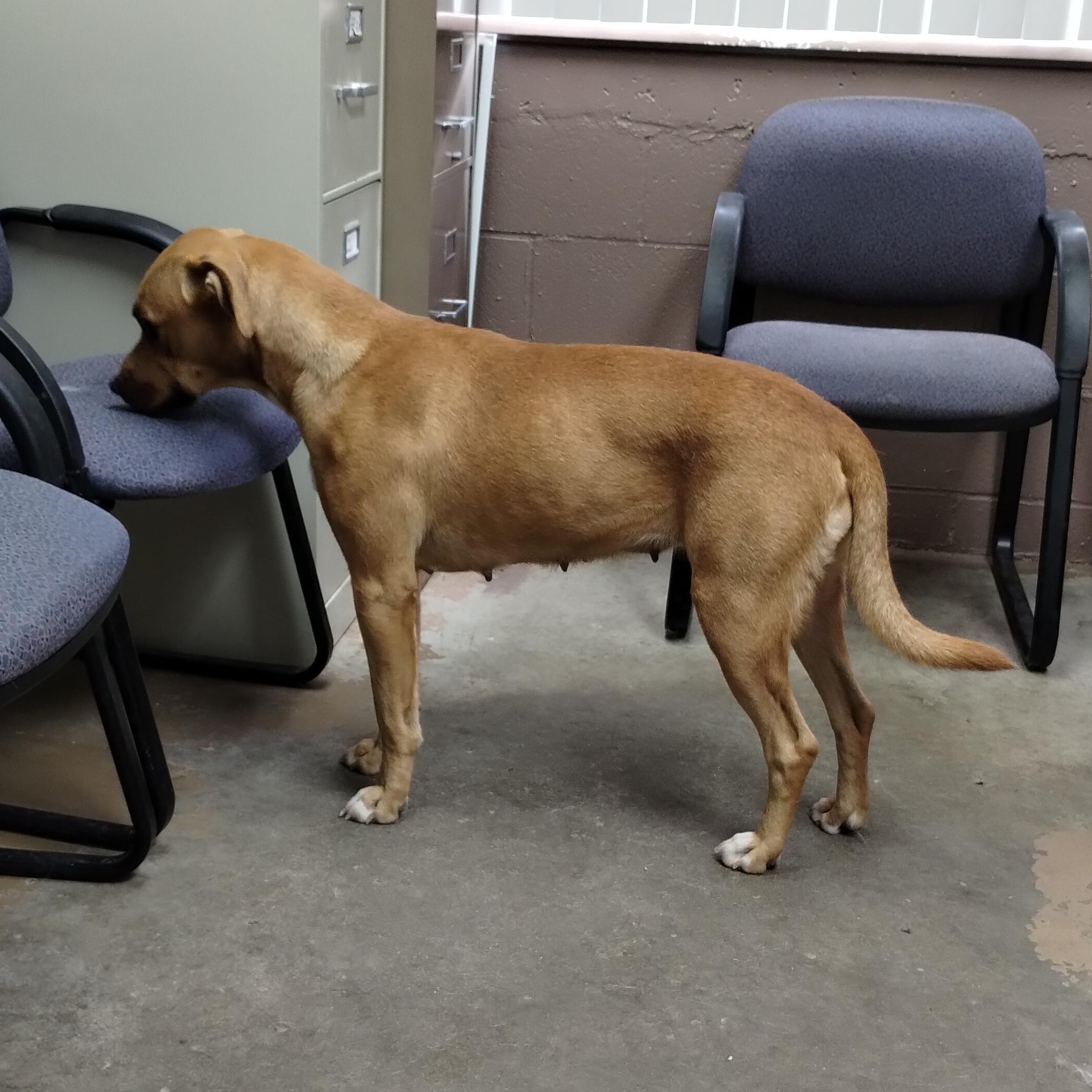 25-168 Available 10-31-25, a Adoptable mixed breed in Carrollton, OH image 2/4