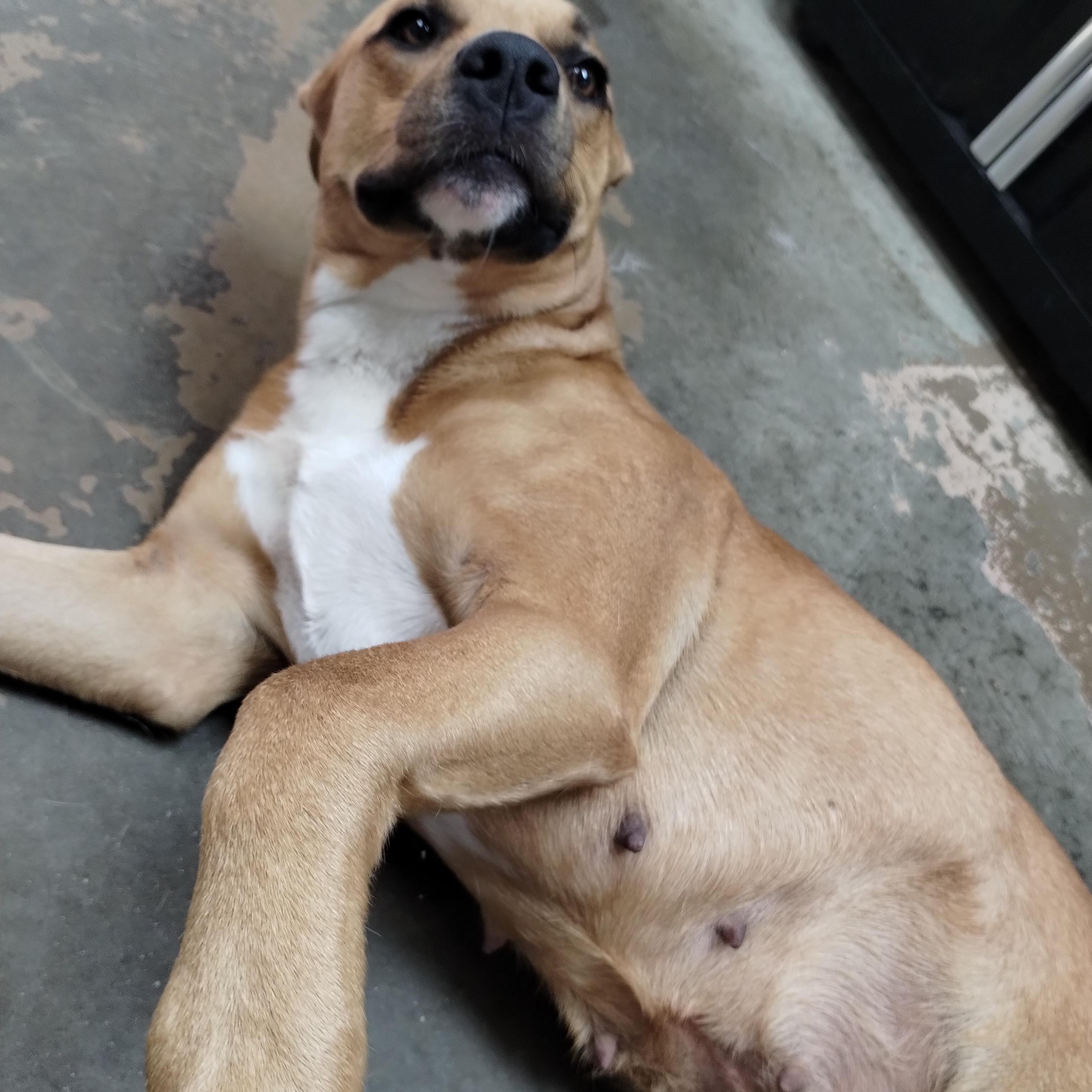 25-168 Available 10-31-25, a Adoptable mixed breed in Carrollton, OH image 3/4