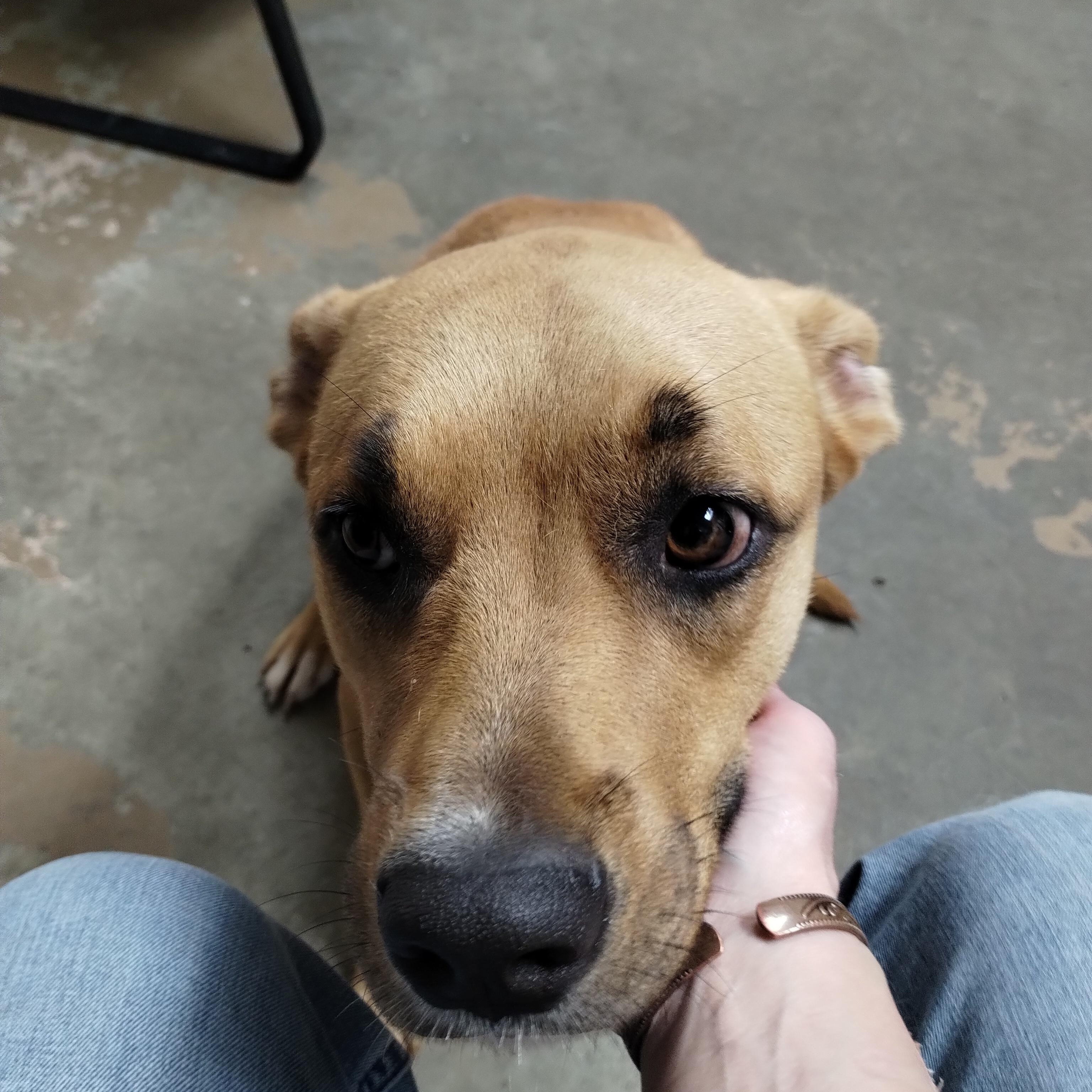 25-168 Available 10-31-25, a Adoptable mixed breed in Carrollton, OH image 4/4