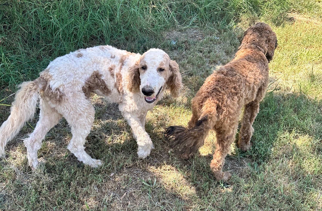 Mason, Adopted, Puppy Male Golden Retriever & Poodle.