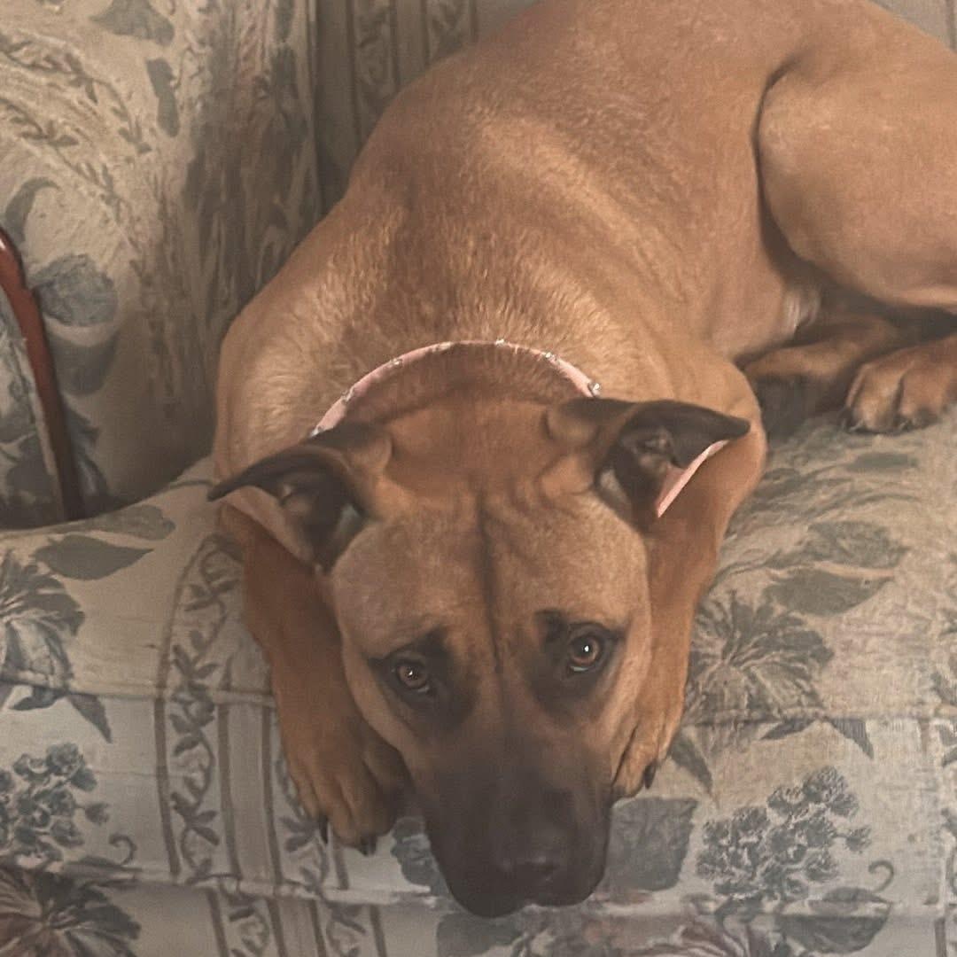 Enlarge Goose , an adoptable mixed breed in Charleston , WV image 2/4