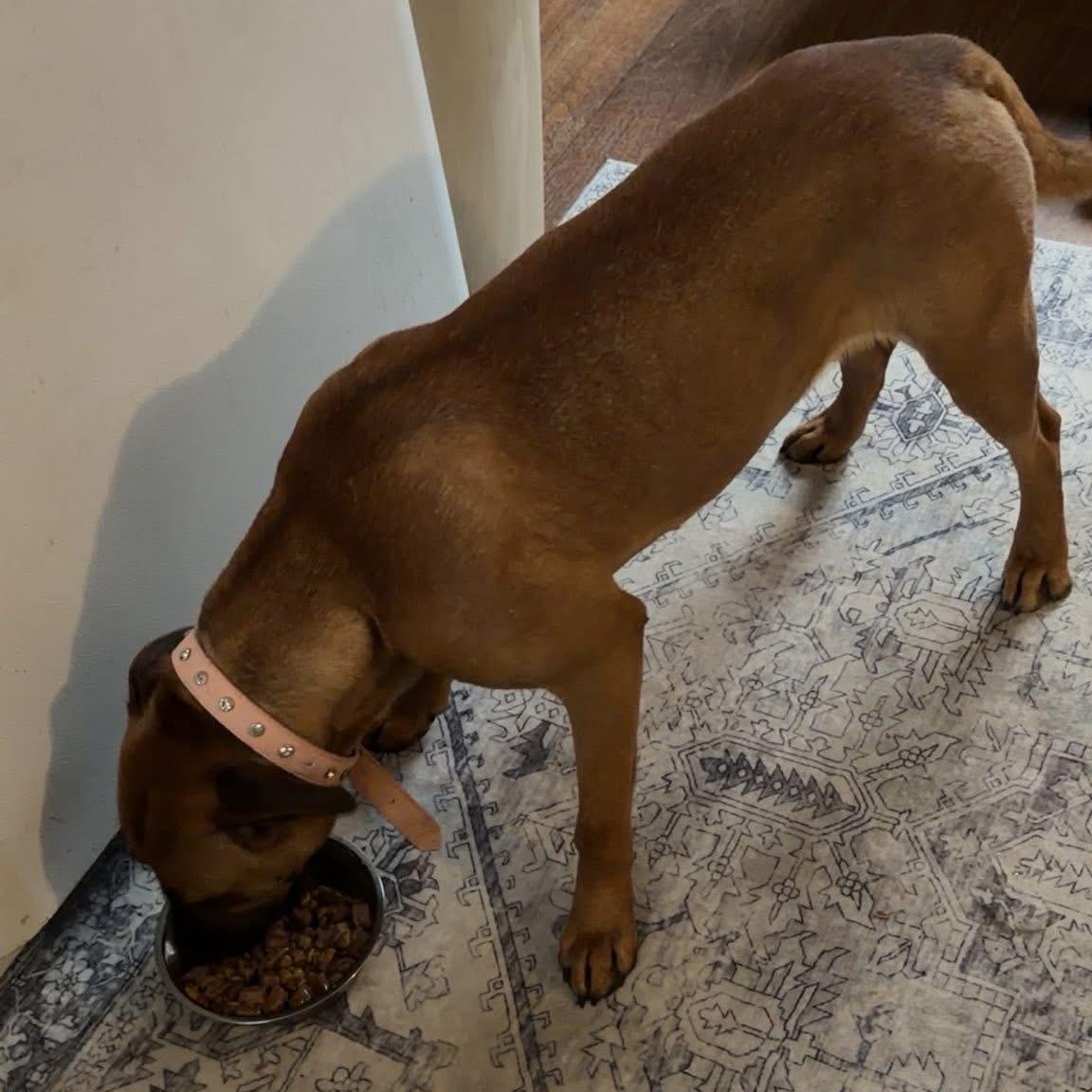 Enlarge Goose , an adoptable mixed breed in Charleston , WV image 3/4